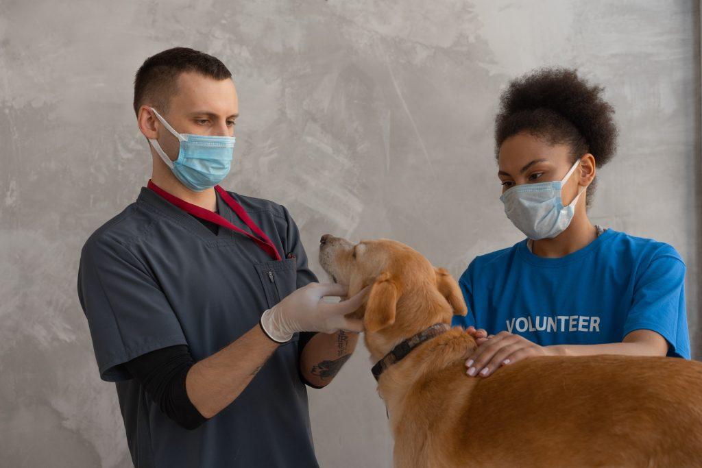 A vet checking a dog, showing one of the first steps in selling your home with pets.