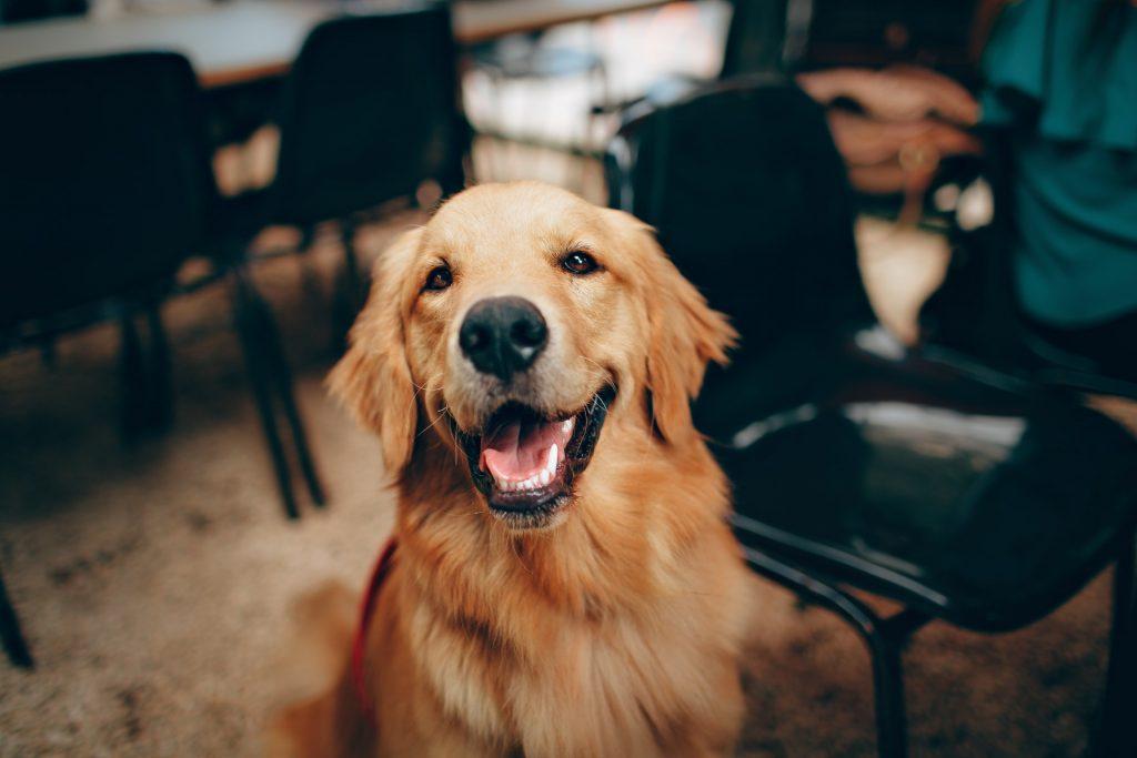 A dog.