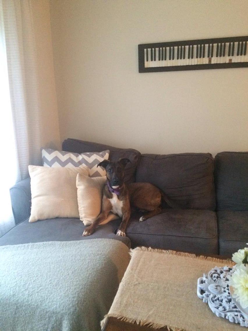 piano wall art with dog