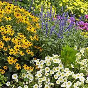 Design-a-garden-to-attract-pollinators-plant-diversity - PropertyGuys ...